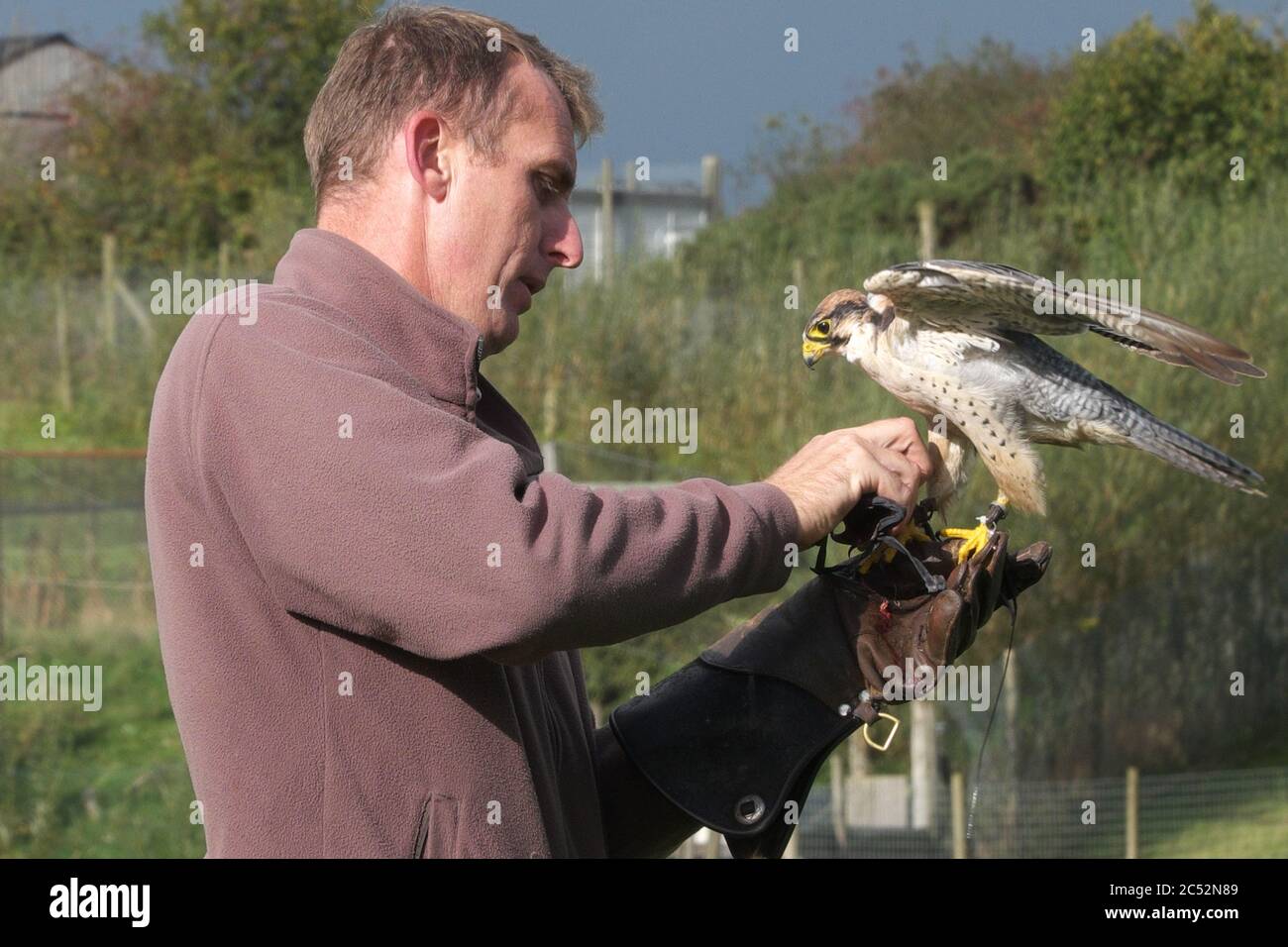 Mostra di falconeria al Lake District Wildlife Park, vicino a Bassenthwaite nel Lake District National Park, Cumbria, Regno Unito Foto Stock