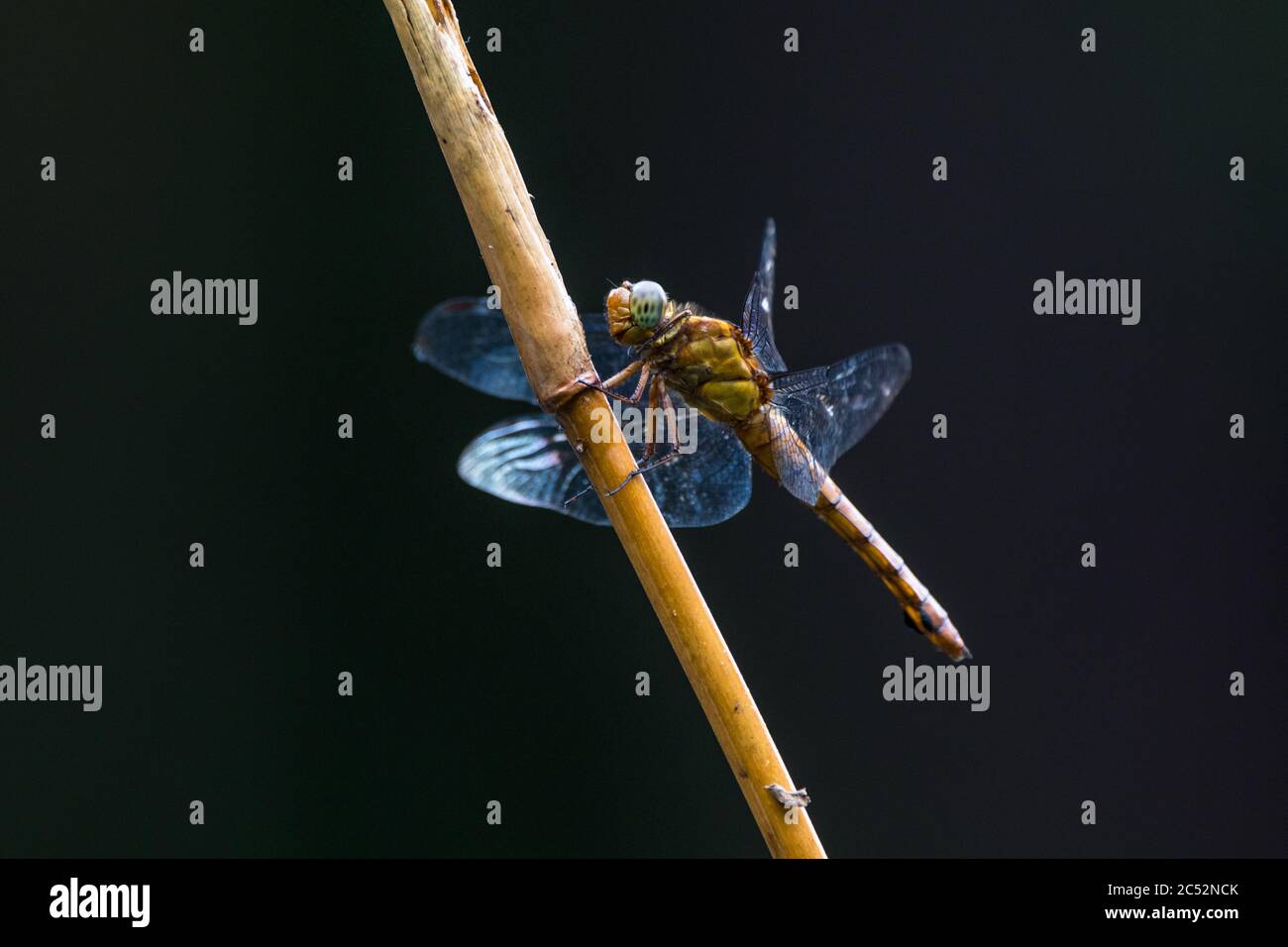 Primo piano di una libellula su una filiale, Indonesia Foto Stock