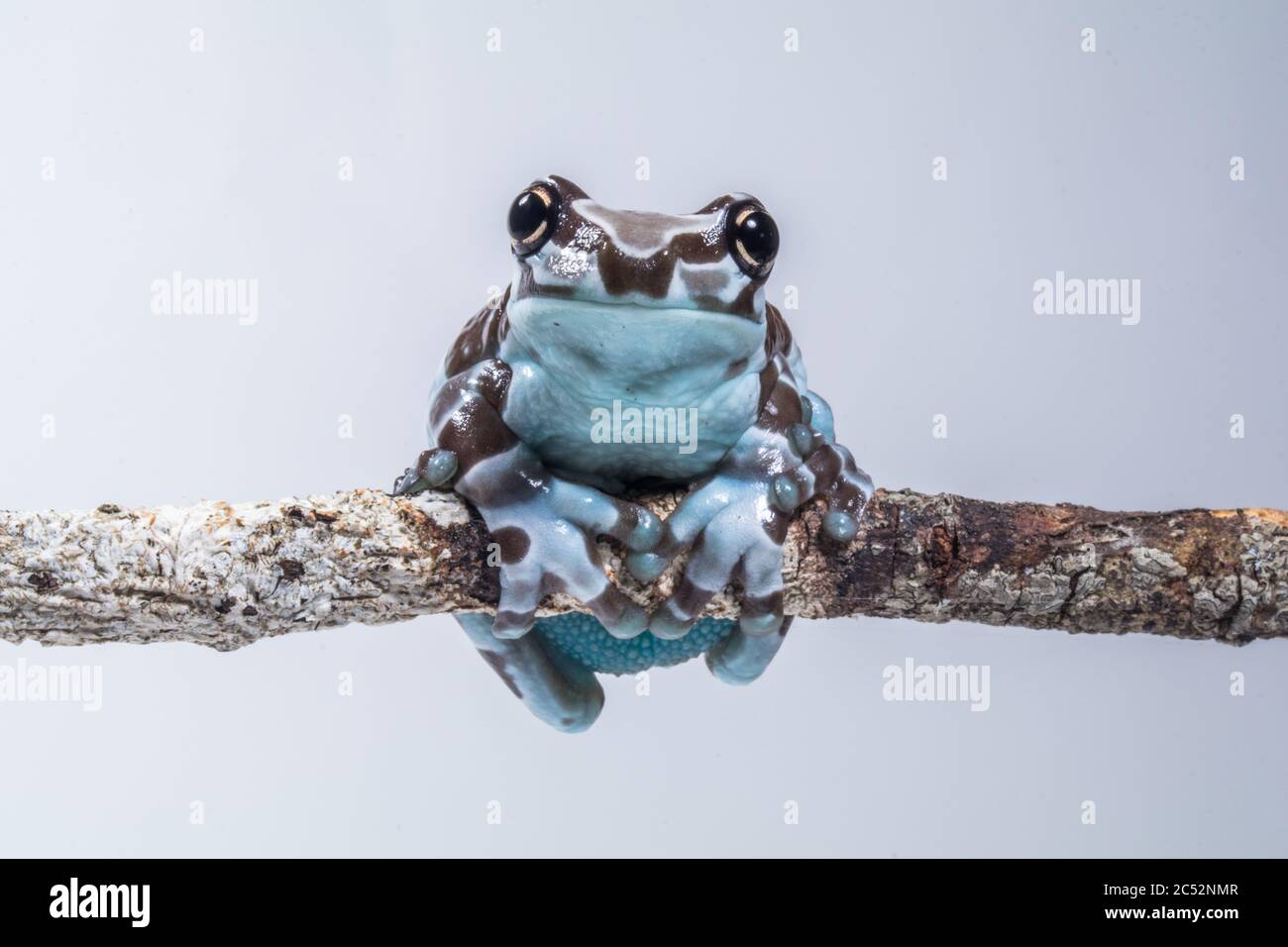 Rana di latte di Amazon su una filiale, Indonesia Foto Stock