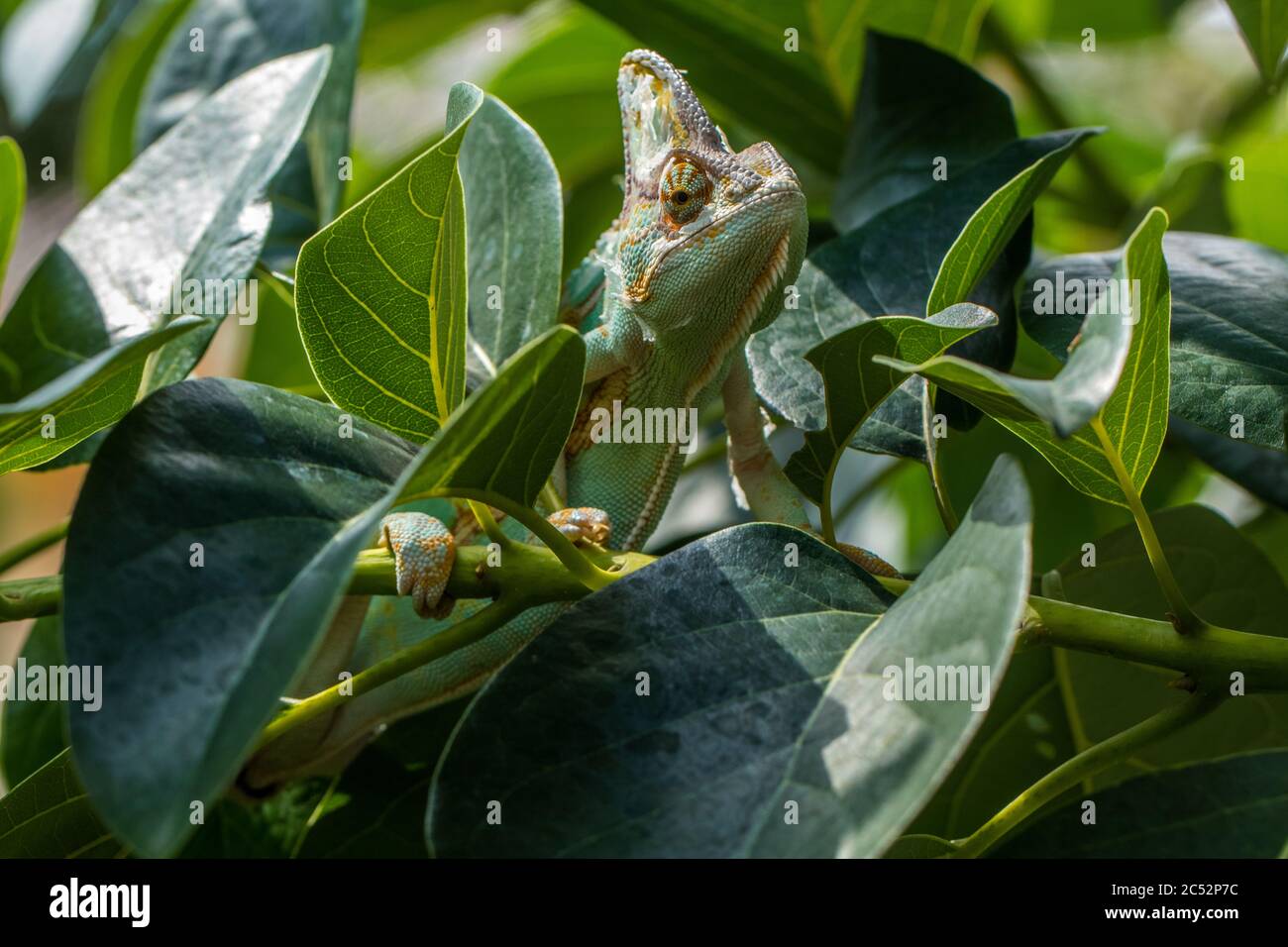 Camaleonte velato nascosto tra le foglie, Indonesia Foto Stock