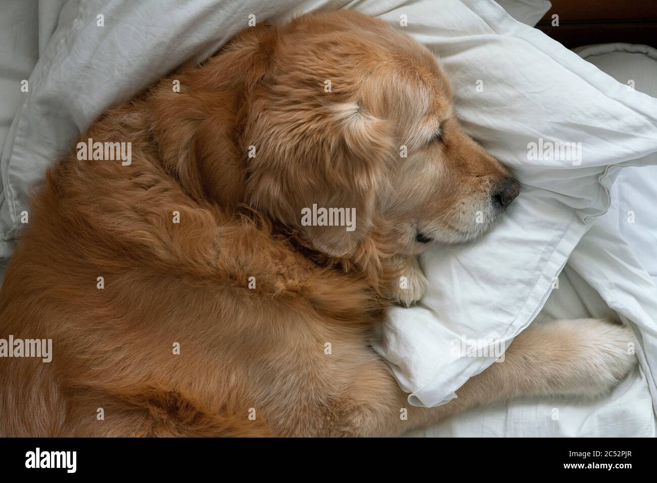 Un vero e proprio "Golden retriever" si addormentò rapidamente su un letto umano, utilizzando un cuscino per appoggiarlo sulla testa, mentre dorme come un uomo! Foto Stock