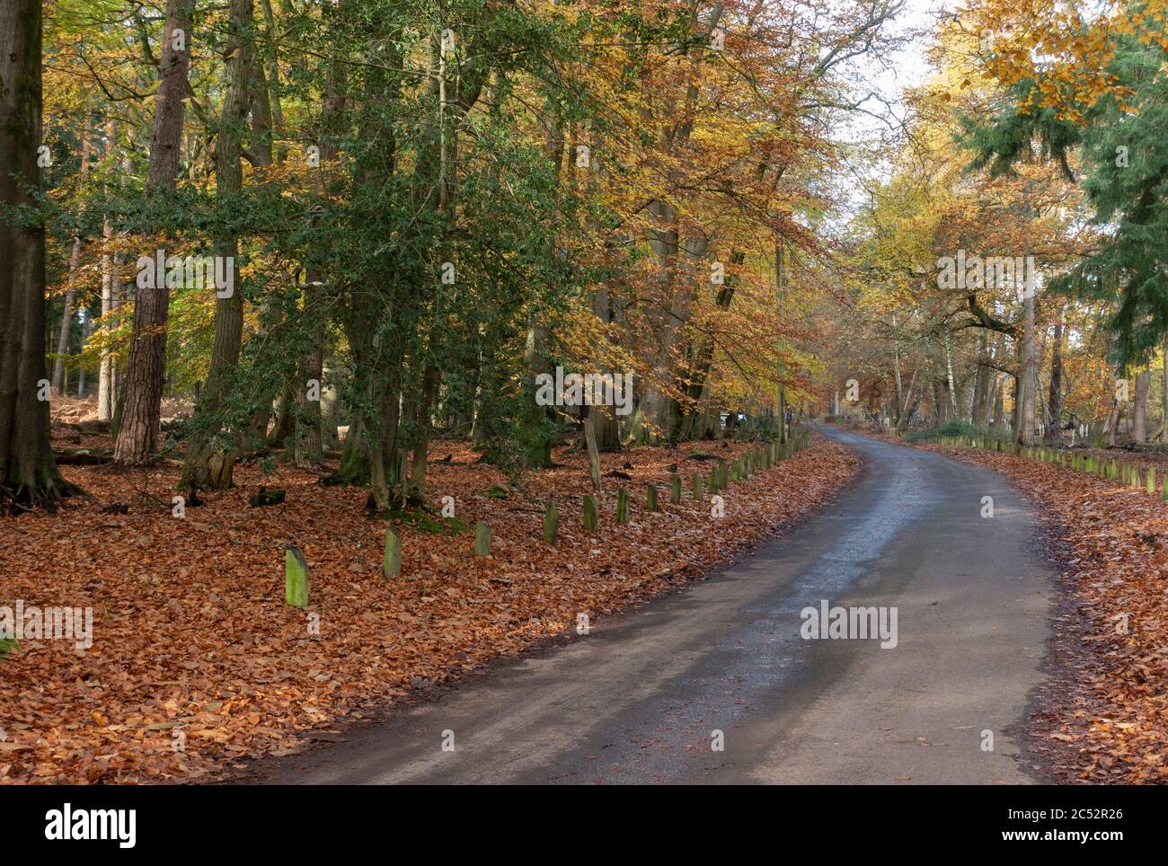 Strada di campagna in autunno a Dorset, Inghilterra, Regno Unito Foto Stock