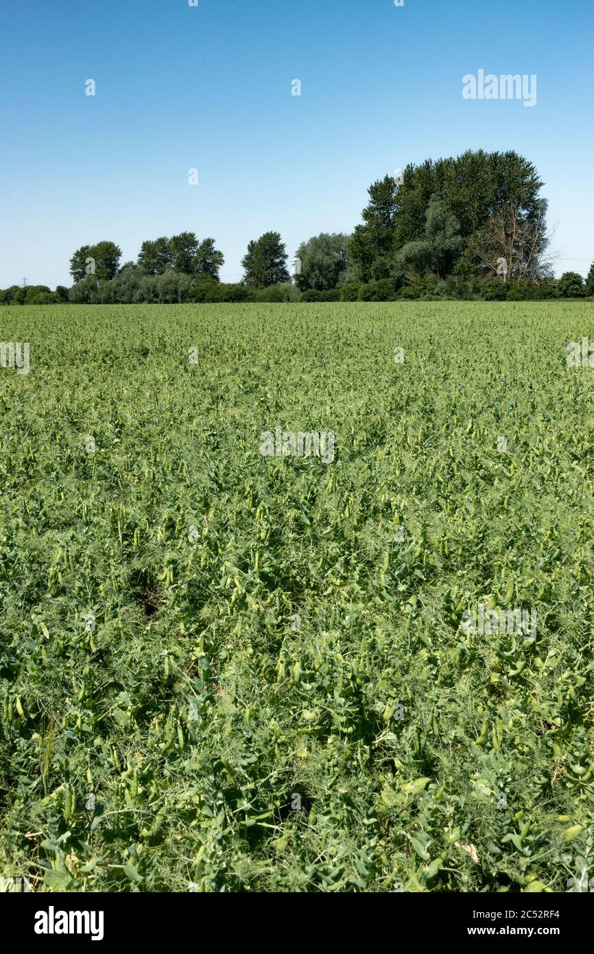 Raccolto di piselli che crescono in un campo di coltivatori. Foto Stock