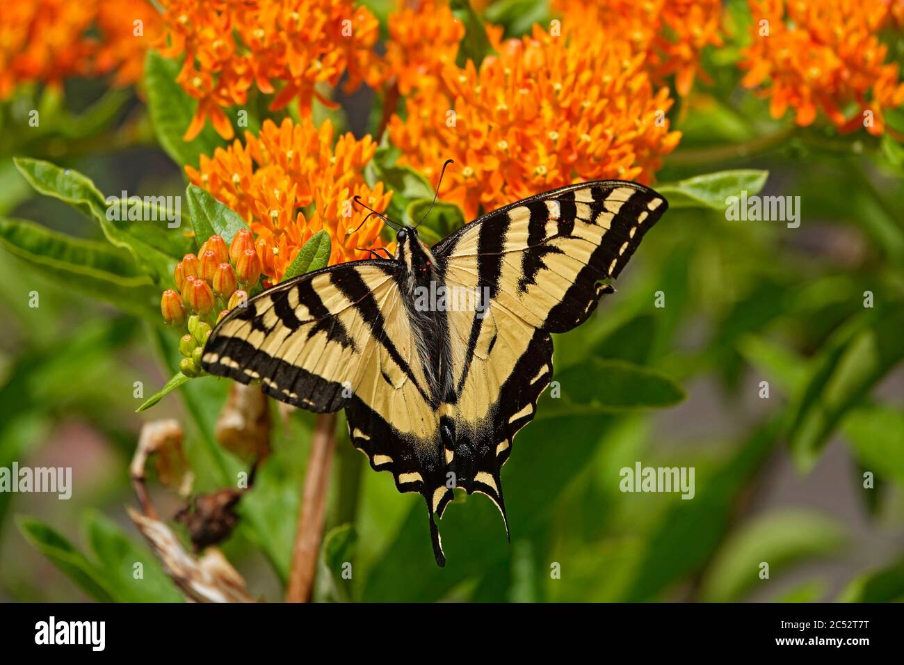 Una tigre occidentale coda di rondine farfalla che sorseggia nettare da un fiore in un grande giardino fiorito nella Willamette Valley, Oregon. Foto Stock