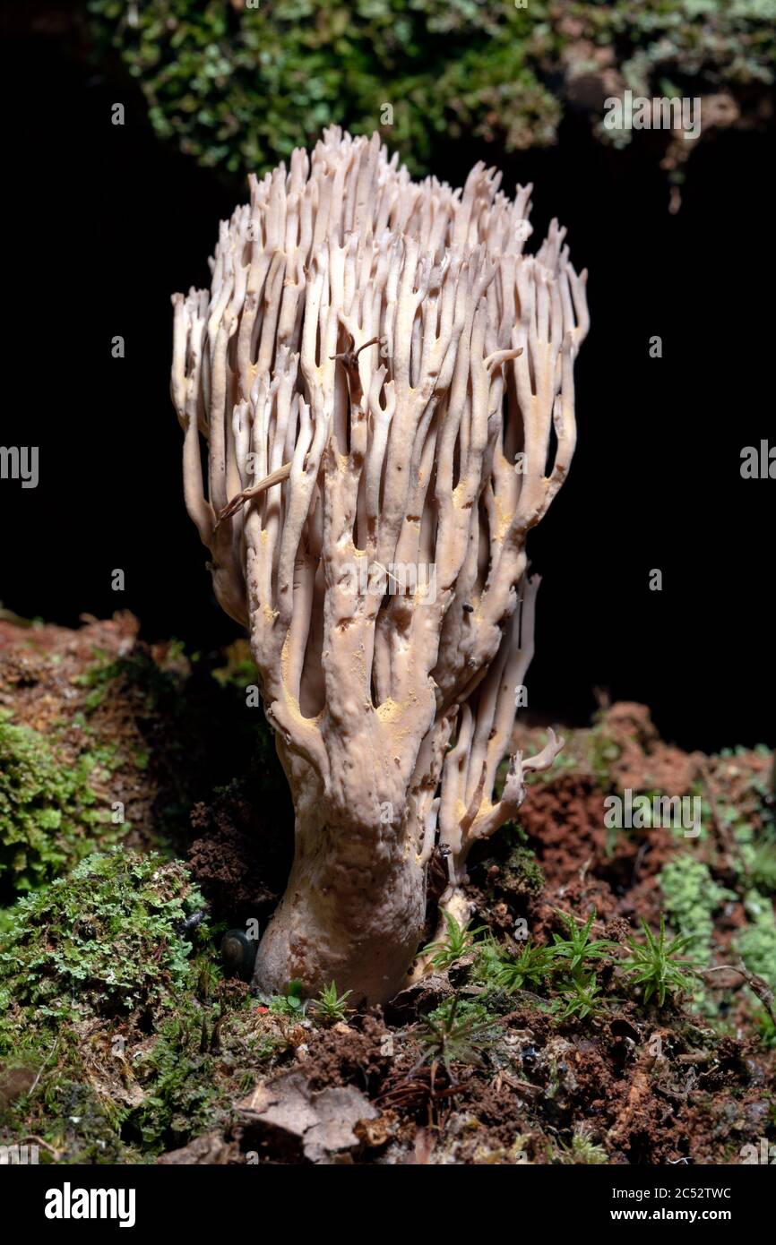 Funghi di corallo (Ramaria sp.) - Brevard, Carolina del Nord, Stati Uniti Foto Stock
