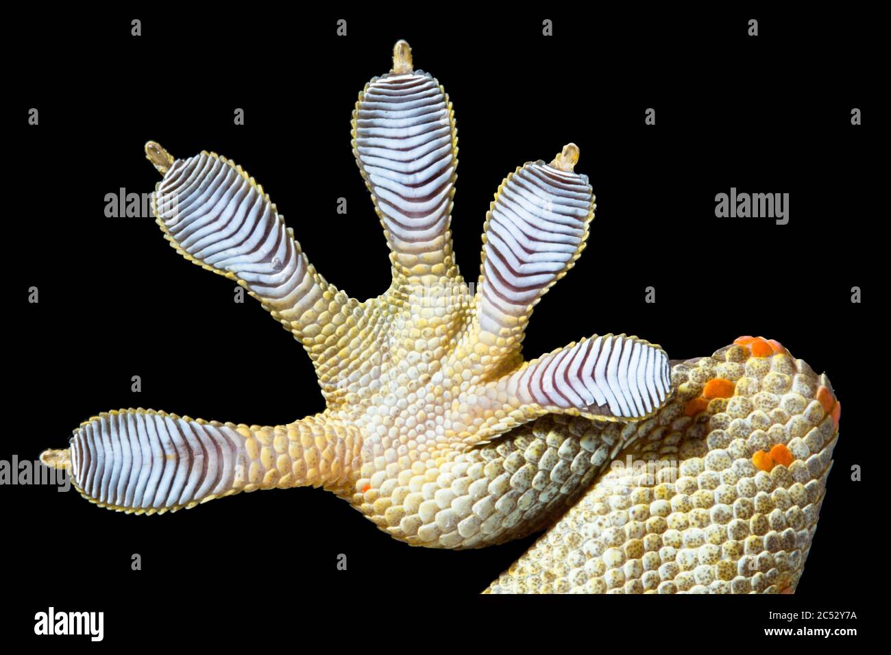 Primo piano di un piede di Gecko della Spotted House Foto Stock