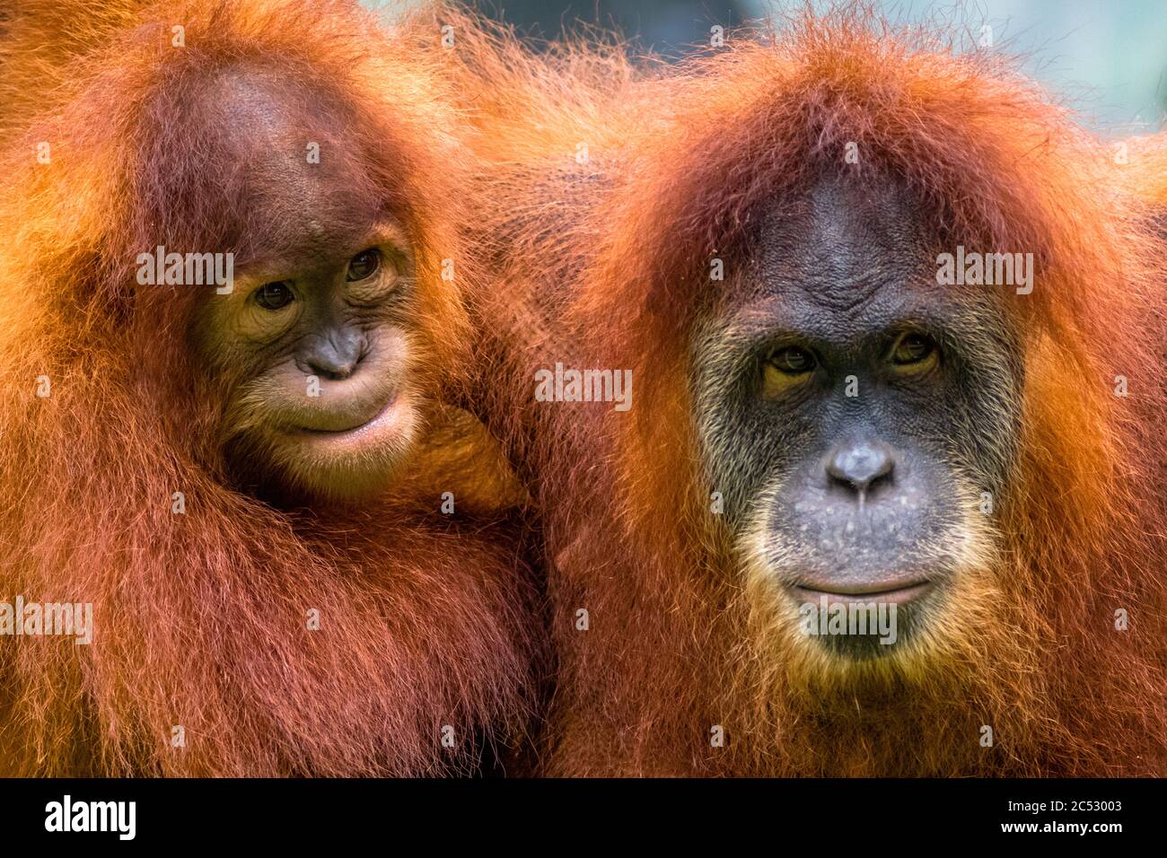 Ritratto di un orangutano e del suo bambino, Indonesia Foto Stock