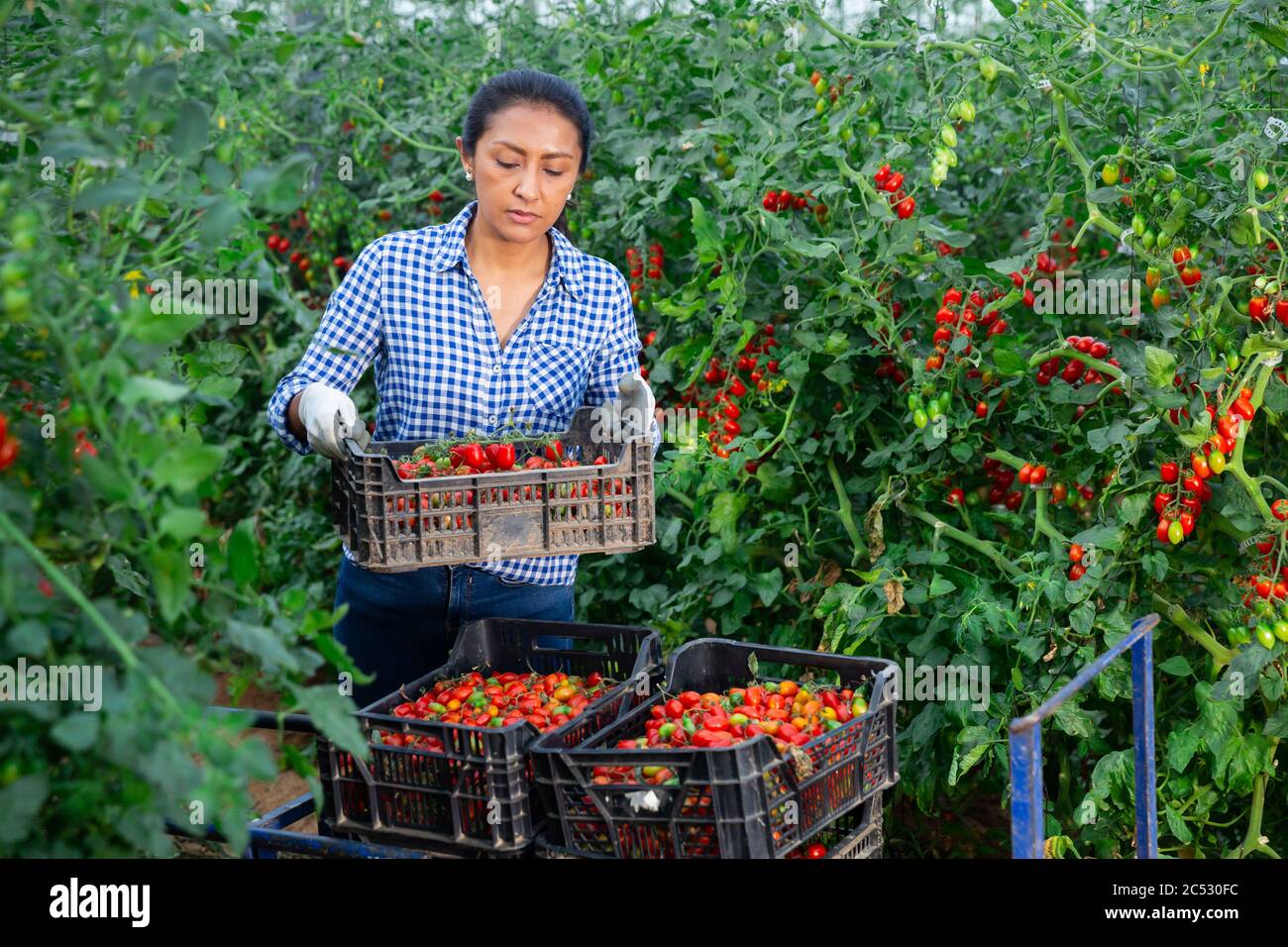 Esperta agricoltore ispanico femminile che prepara casse con pomodori appena raccolti per la conservazione o la consegna ai negozi in casa Foto Stock