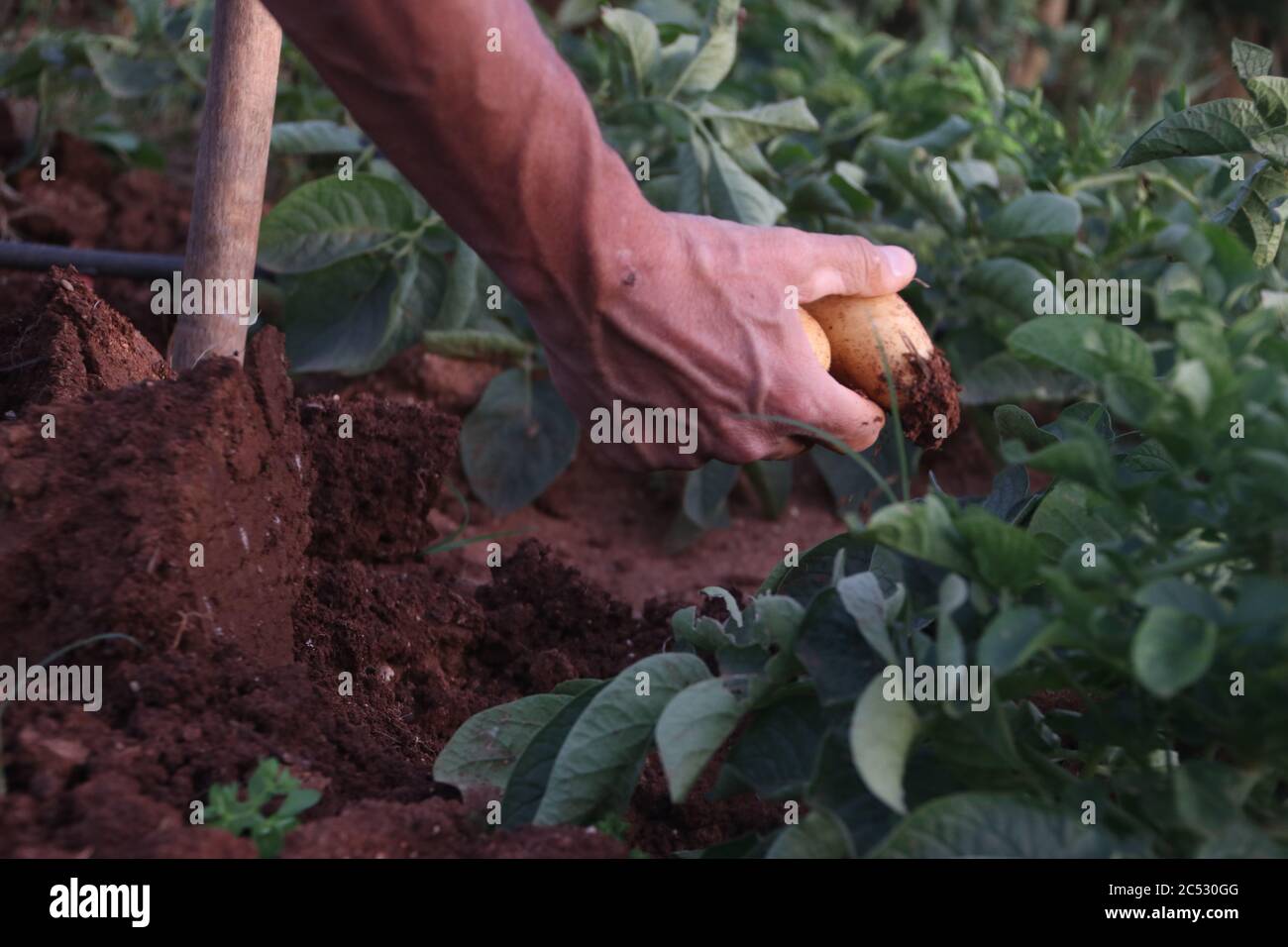 Primo piano di un uomo che raccoglie una patata, Grecia Foto Stock