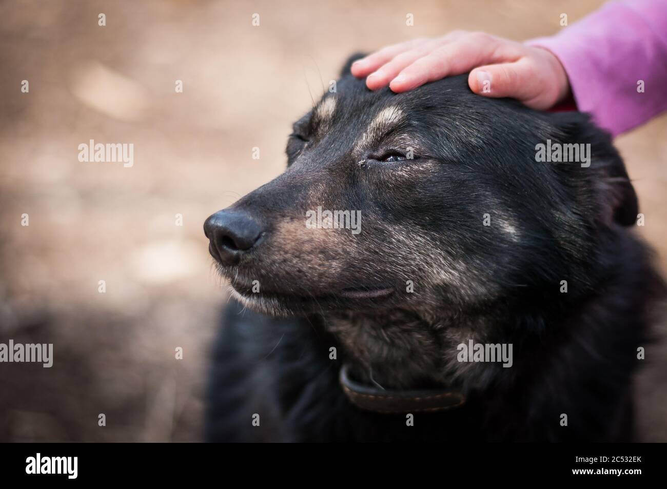 mano del bambino che stropola un cane di strada Foto Stock