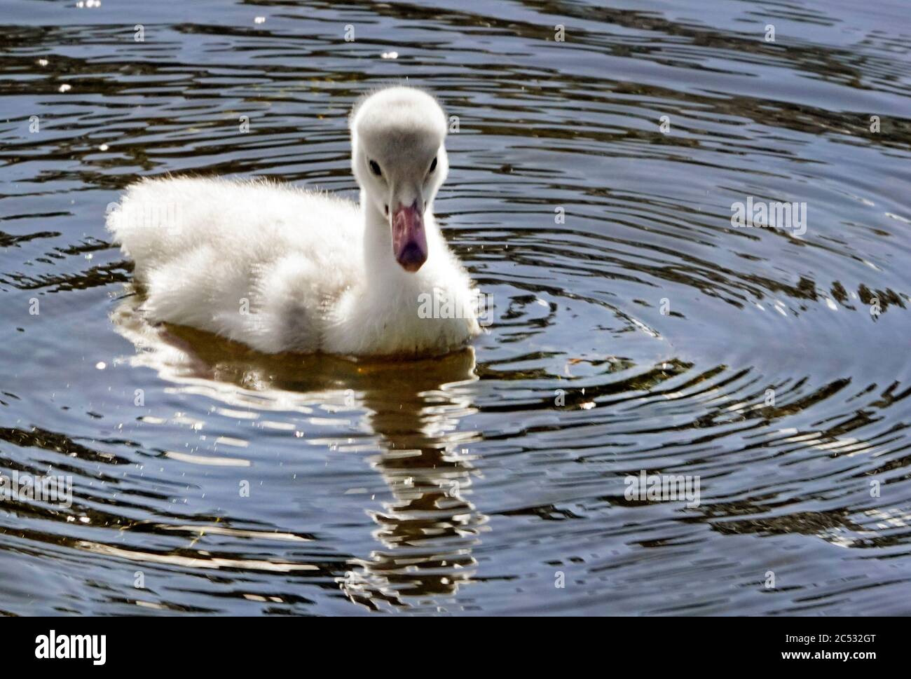 Un piccolo cigno trombettista o cygnet, di soli cinque giorni, su un piccolo lago dell'Oregon centrale. Foto Stock