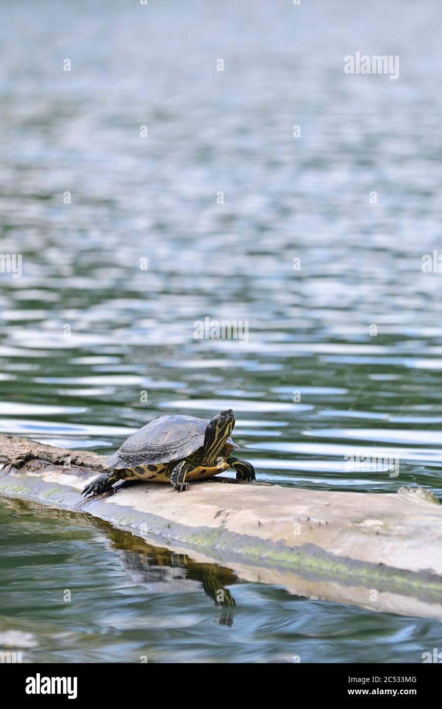 Vienna, Austria. Parco acquatico Floridsdorf a Vienna. Tartaruga su un tronco di albero. Cursore con la ribellione gialla (Trachemys scripta scripta) Foto Stock