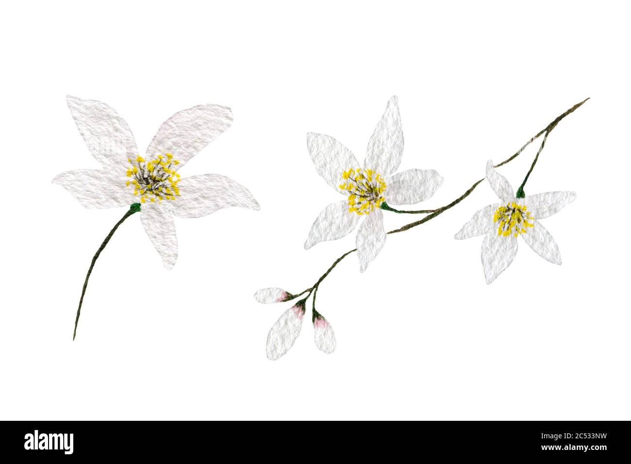 fiori bianchi su sfondo bianco, fiori di limone isolati su bianco, illustrazione floreale acquerello, decorazione carina fiore Foto Stock
