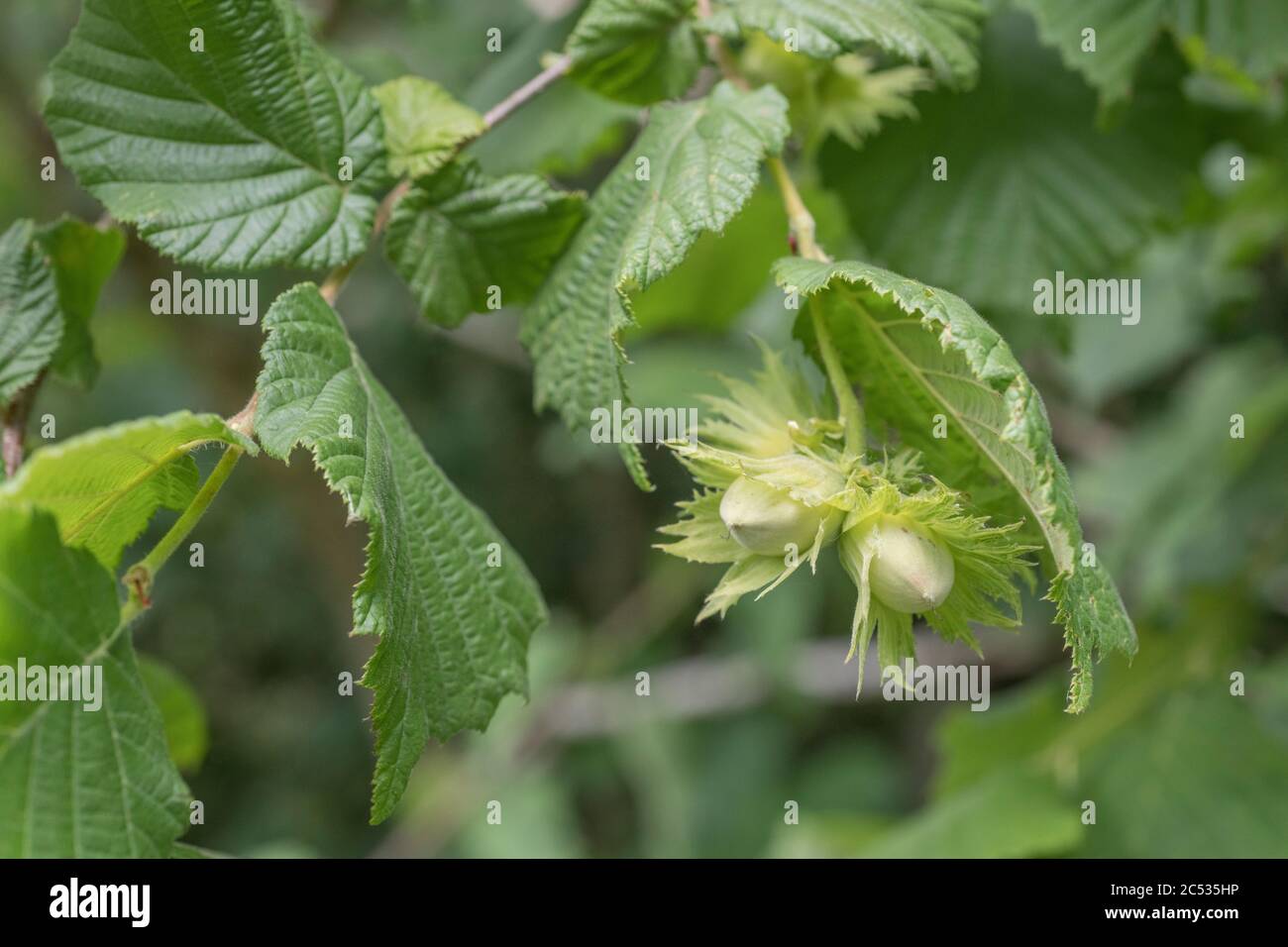 Formare noci verdi o frutti di Hazel / Corylus avellana che cresce in una corna hedgerow. Fonte di nocciola commestibile comune. Foto Stock