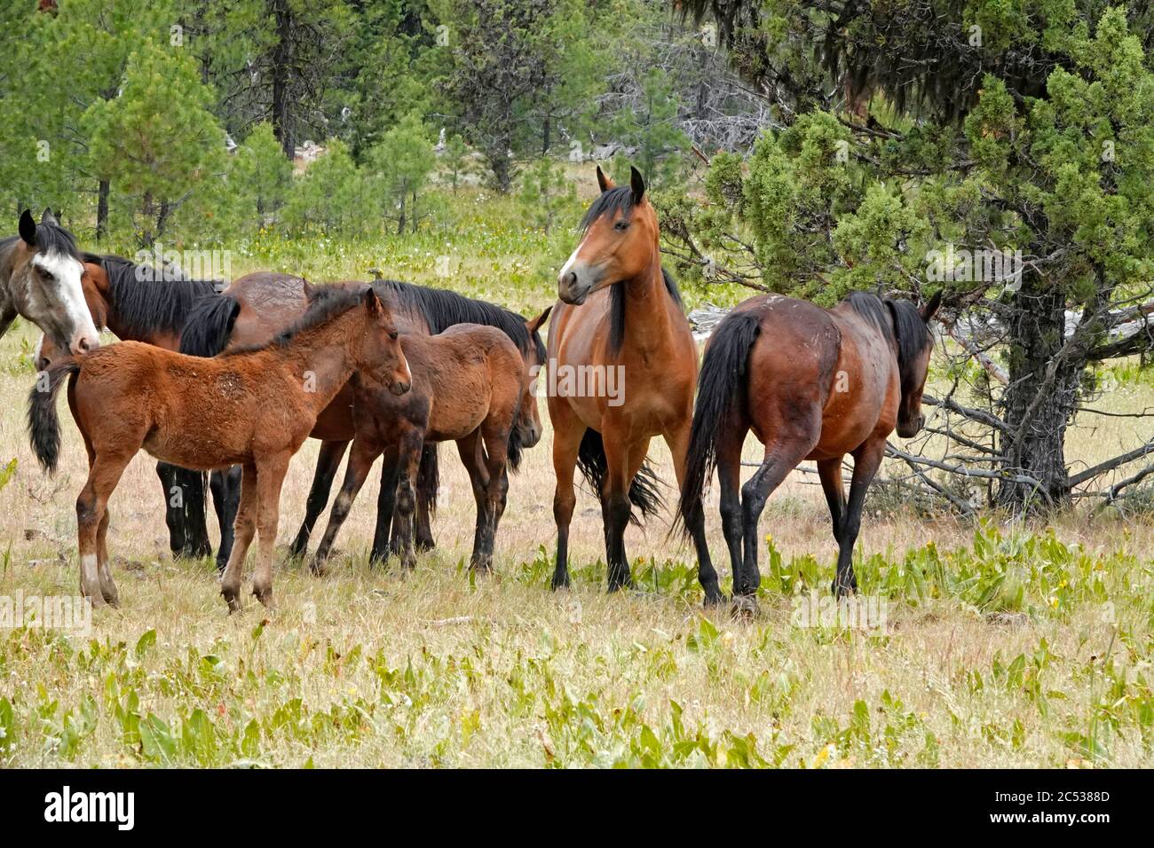 Cavalli selvatici provenienti dall'Ochoco Mountain Wild Horse Sanctuary, sulle Ochoco Mountains dell'Oregon centrale, vagano liberamente su migliaia di acri di pino, abete, AN Foto Stock