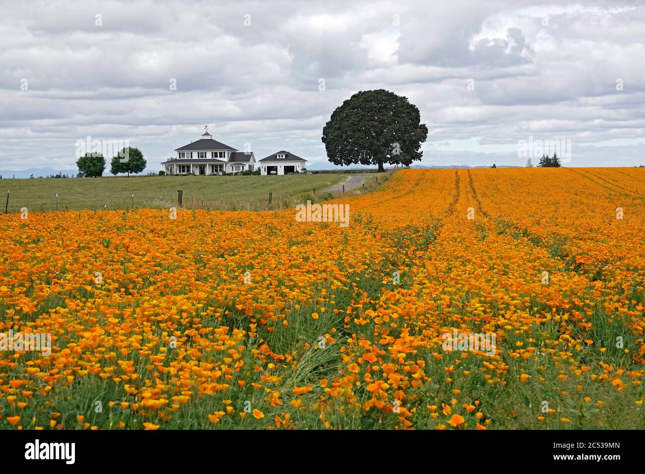 Un campo di papaveri della California che cresce in una fattoria nella Willamette Valley vicino alla città di Silverton, Oregon. Foto Stock