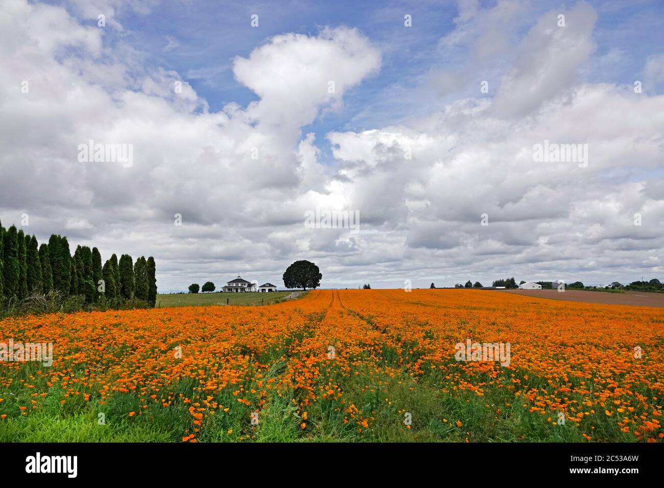 Un campo di papaveri della California che cresce in una fattoria nella Willamette Valley vicino alla città di Silverton, Oregon. Foto Stock