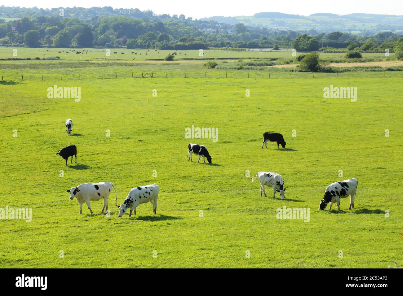 Mandria di vacche frisiane Holstein pascolano sul terreno agricolo nella Valle di Ax, Devon Foto Stock