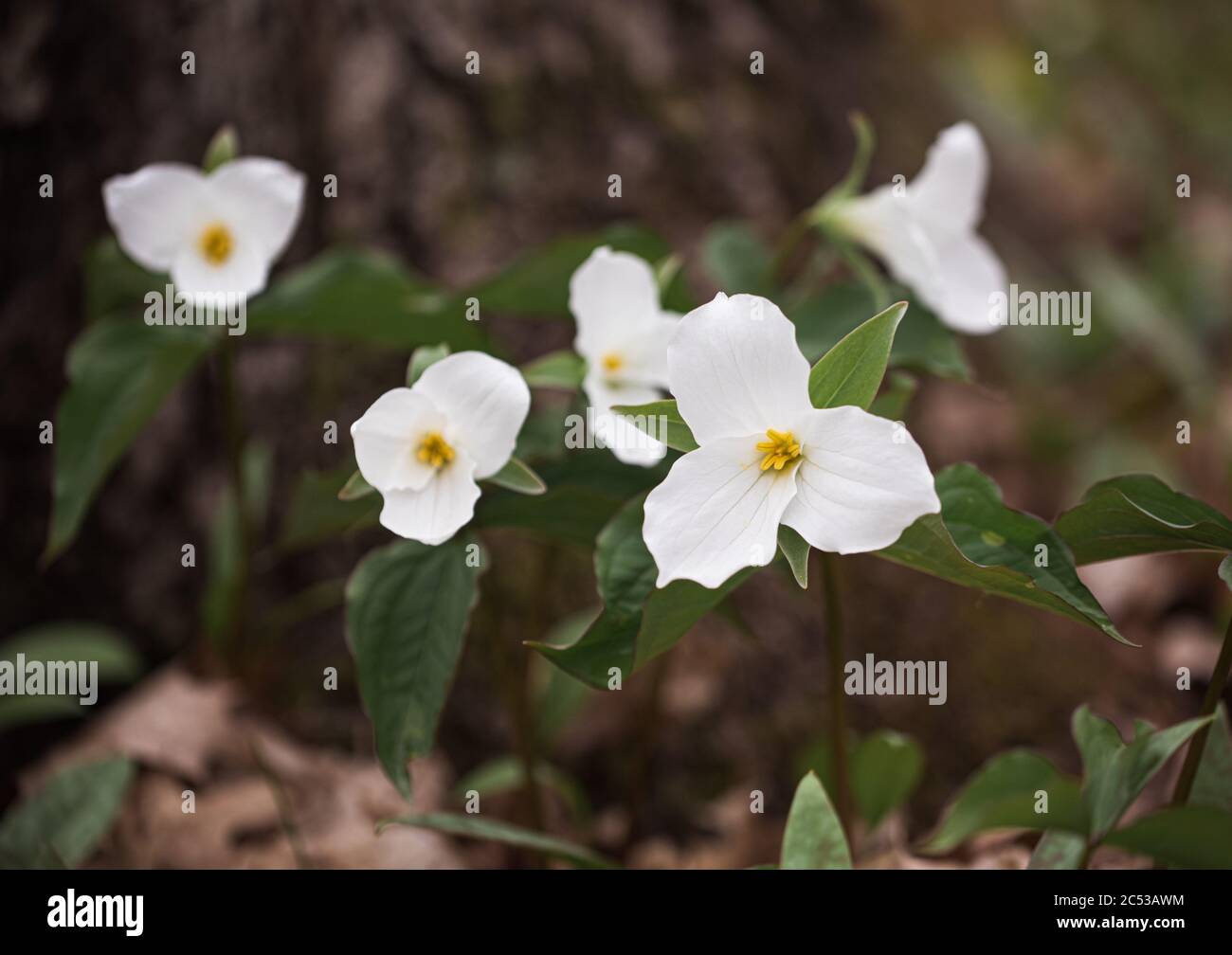 Primo piano dei fiori di trillium che fioriscono sul pavimento della foresta in Ontario. Foto Stock
