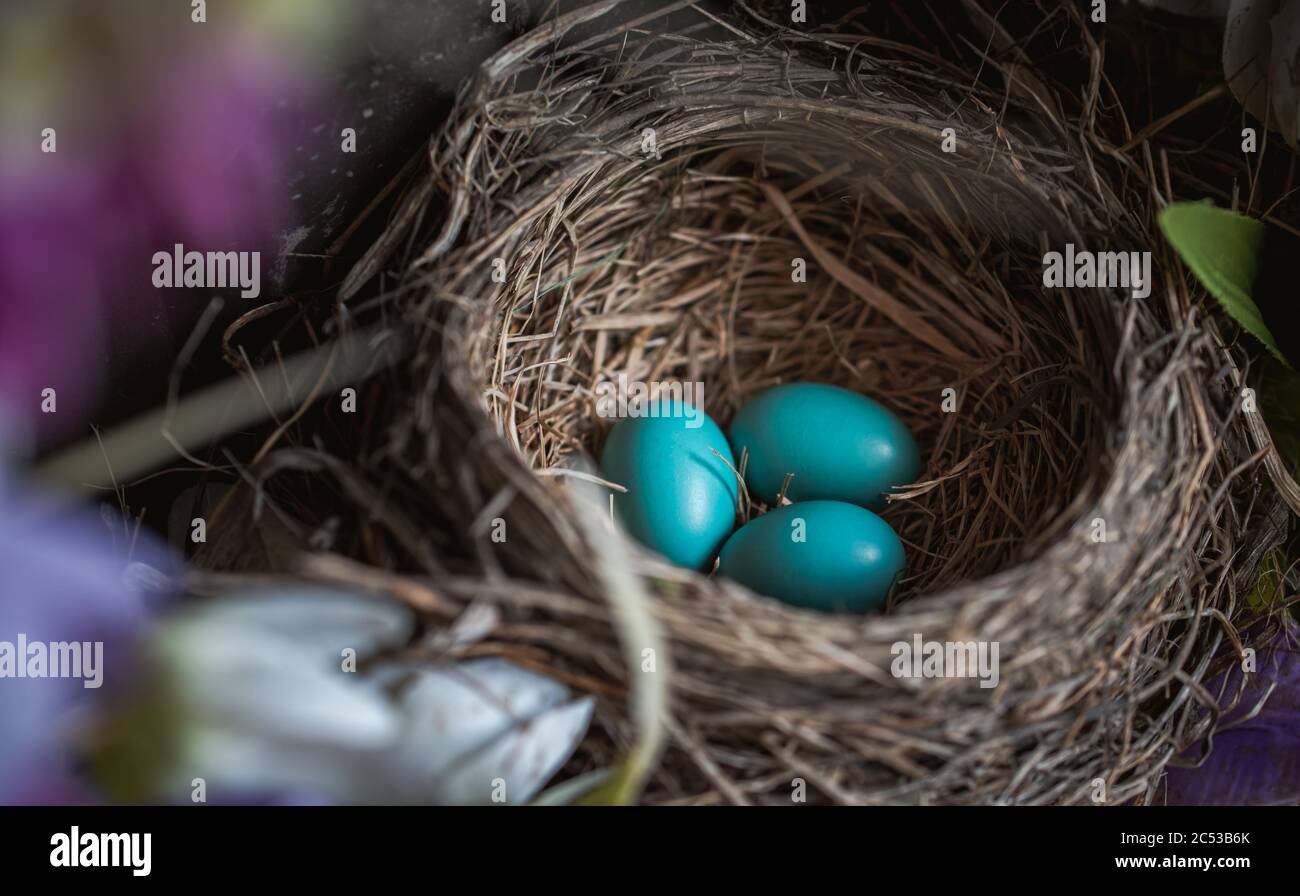 Primo piano di tre uova di rapina blu in un nido. Foto Stock