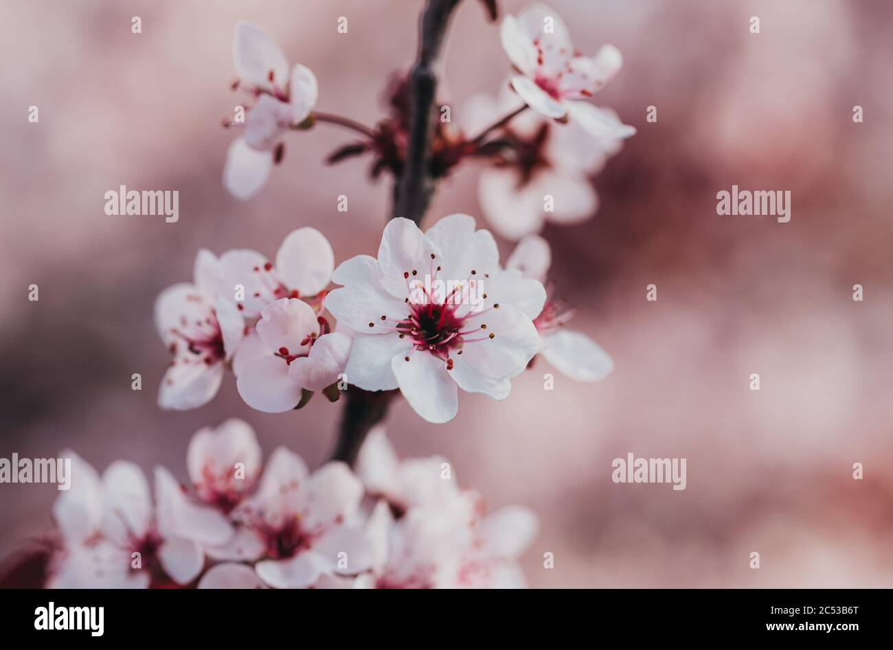 Primo piano di fiori rosa e bianchi su un arbusto di ciliegio in primavera. Foto Stock