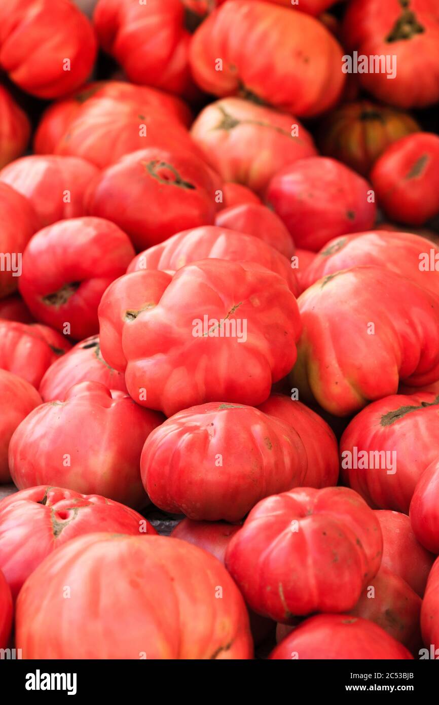 Pomodori di manzo maturi al mercato, Padova, Italia Foto Stock