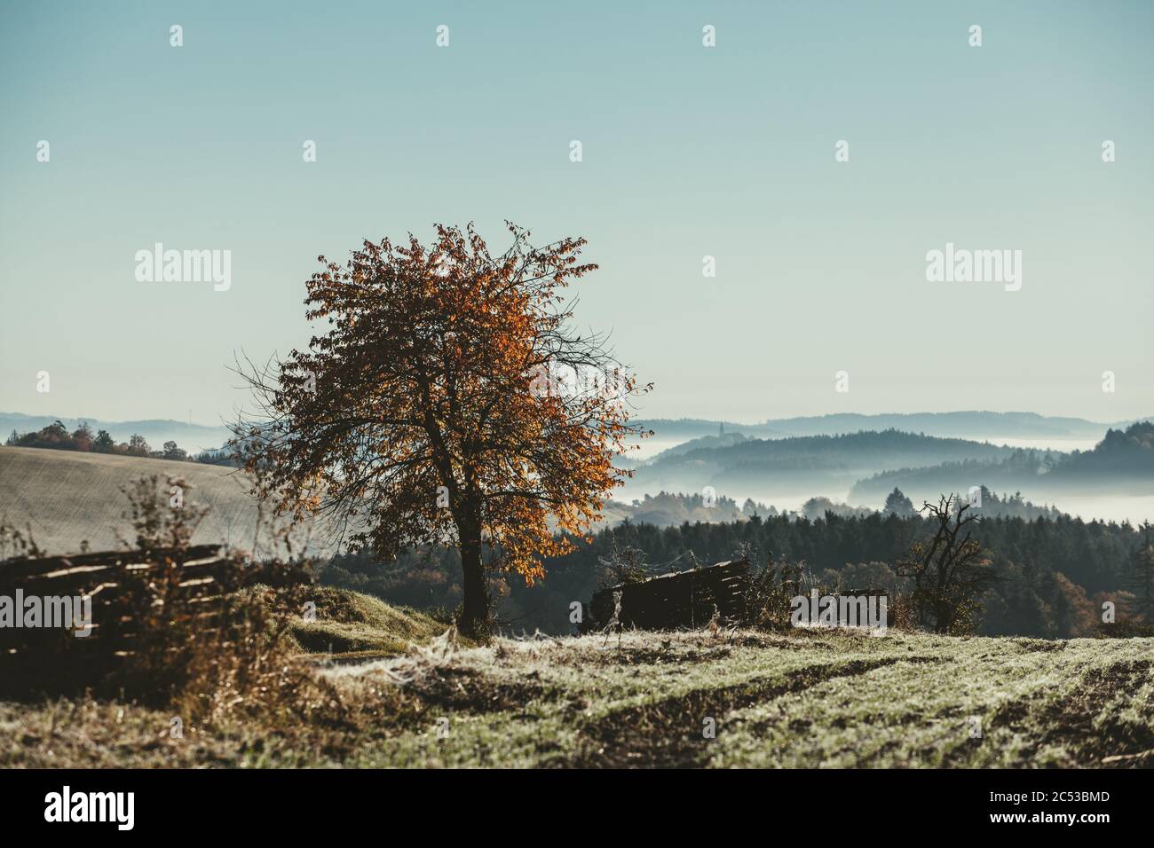 Foglie gialle e arancioni sull'albero sulla strada durante la bella mattina d'autunno con rugiada sul campo e nebbia nella valle e cielo limpido Foto Stock