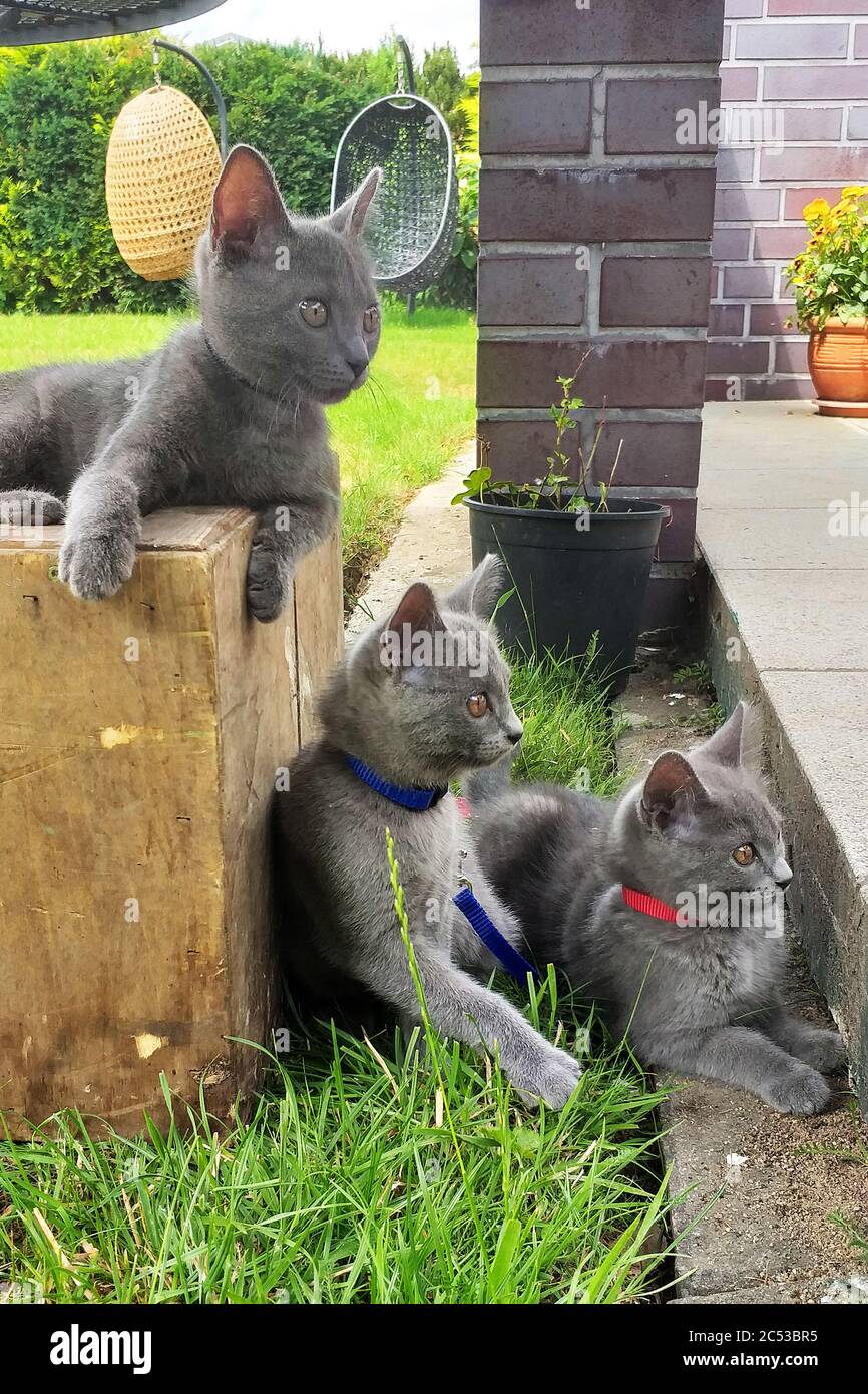 Tre giovani gatti certosini, gattino osservando la natura interessante, Meclemburgo-Vorpommern, Germania Foto Stock