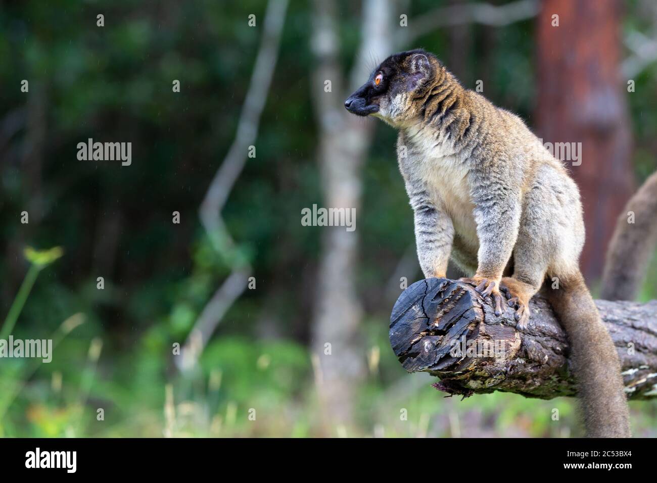 I lemuri su un ceppo appeso sull'acqua Foto Stock