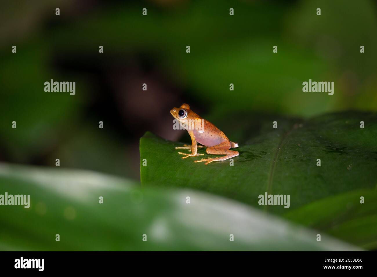 La piccola rana arancione è seduta su una foglia Foto Stock