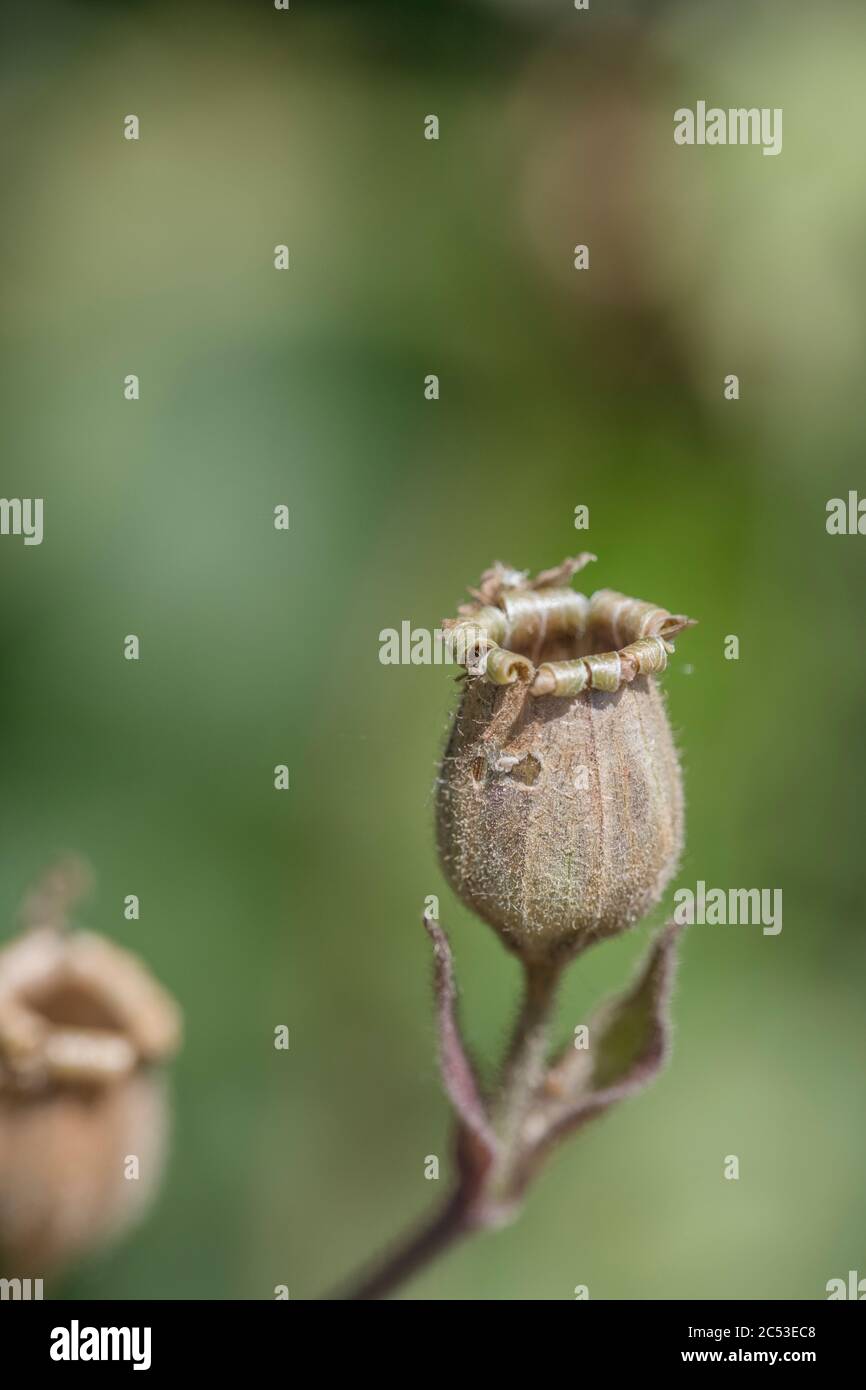 Primo piano di un baccello aperto a forma di campana rovesciato di Campion Rosso / Silene dioica. Comune Regno Unito hedgerow erbacce. Foto Stock