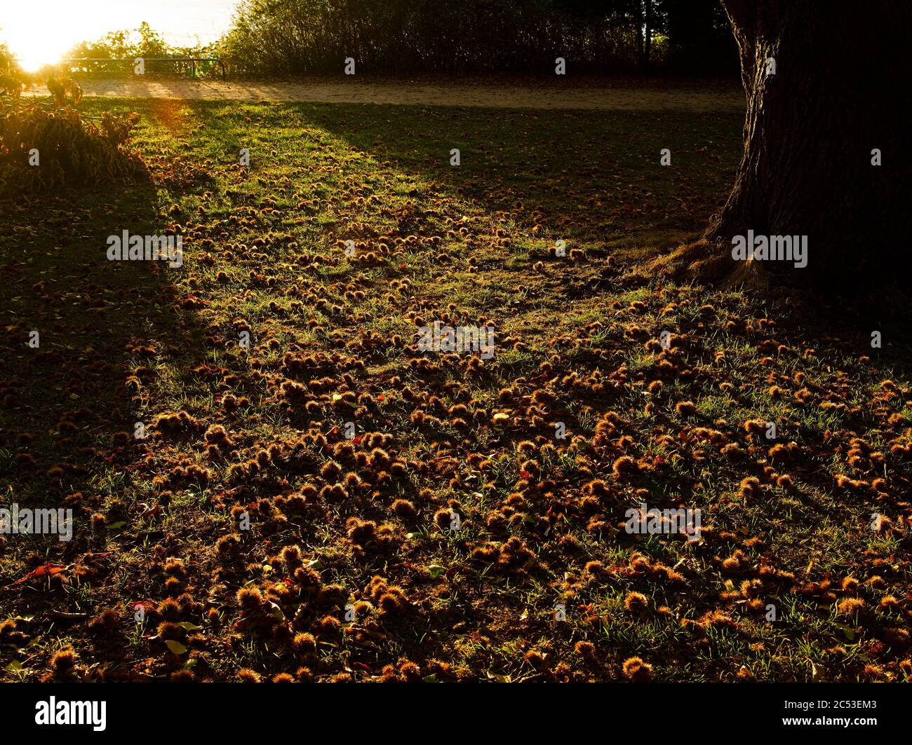 Castagne mature nelle montagne del parco di fronte all'Alster ad Amburgo. Foto Stock