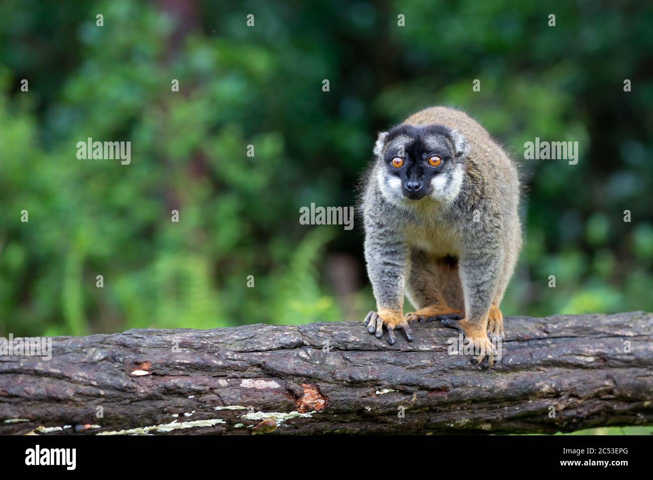 Alcuni lemuri bruni giocano nel prato e un tronco di albero e stanno aspettando i visitatori Foto Stock