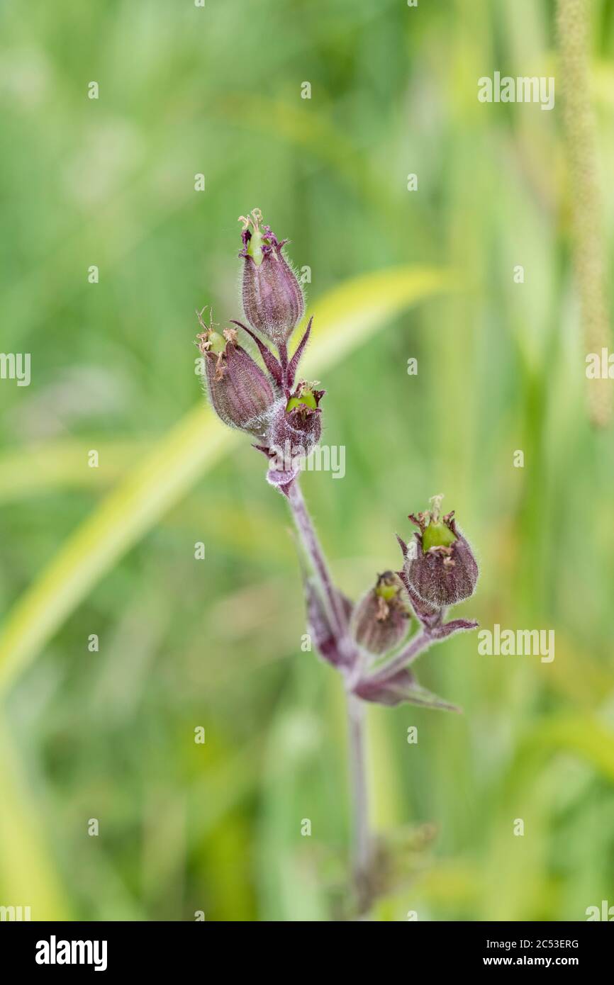 Semi immaturi di Campion Rosso / Silene dioica che si sviluppano su una pianta dopo caduta di petali di fiore. Campion è un comune Regno Unito erbaccia / fiore selvatico. Foto Stock