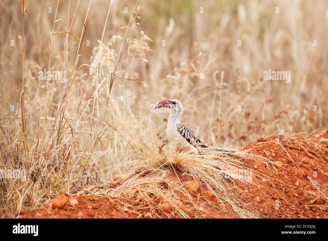 Kenya, Toco, Parco Nazionale Amboseli Foto Stock