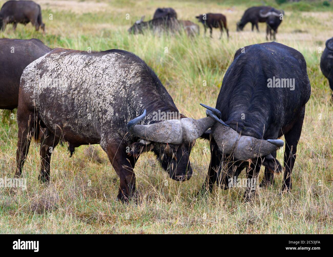 Due avvisatori acustici di bloccaggio bufali maschi. Bufalo africano o bufalo del Capo (caffer di Syncerus), Parco Nazionale del Lago Nakuru, Kenya, Africa Foto Stock