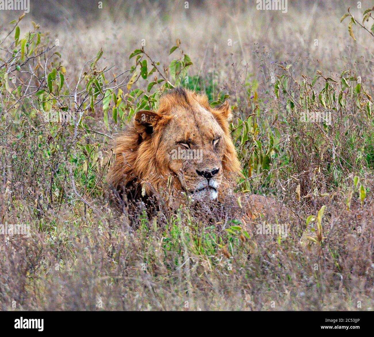 Leone (Panthera leo). Leone maschile che giace nella lunga erba, Lake Nakuru National Park, Kenya, Africa Foto Stock