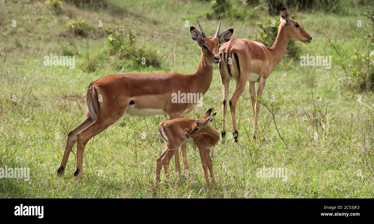 Due antilopi dell'Impala adulte stanno in piedi con il loro bambino nella luce del mattino nell'erba verde chiaro della savana keniana Foto Stock