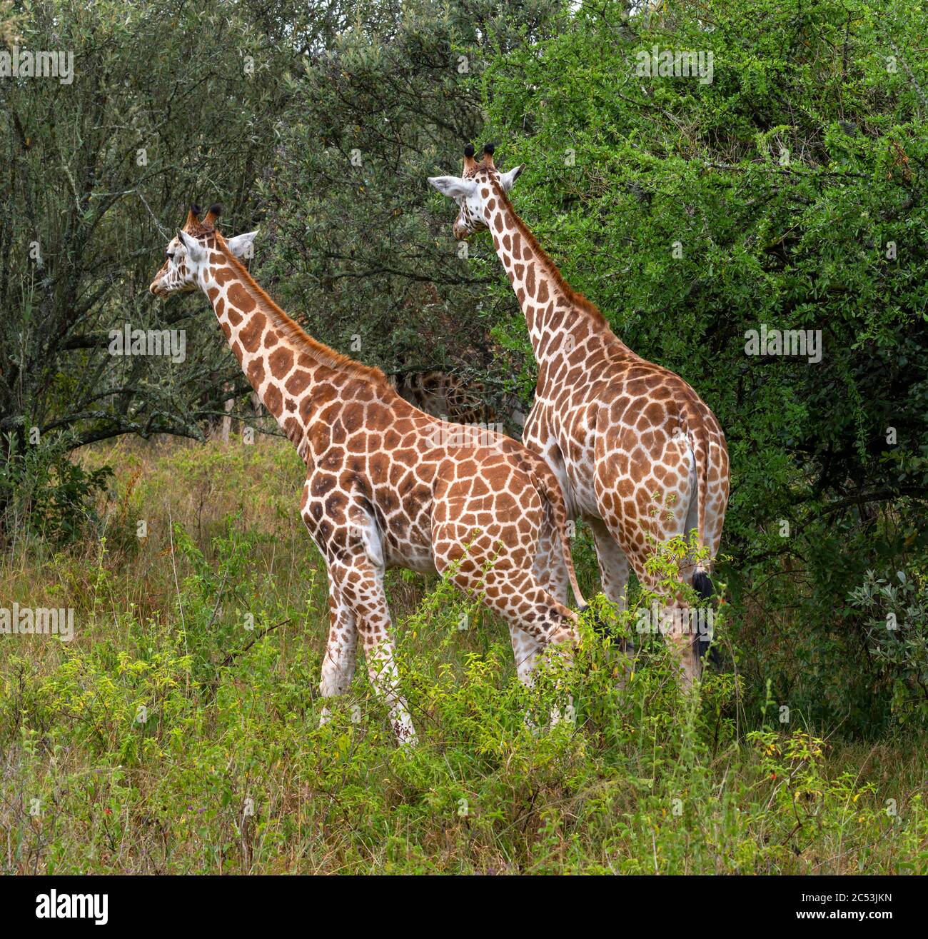 Coppia di giraffe di Rothschild (Giraffa camelopardalis rothschildi), Parco Nazionale del Lago Nakuru, Kenya, Africa Foto Stock