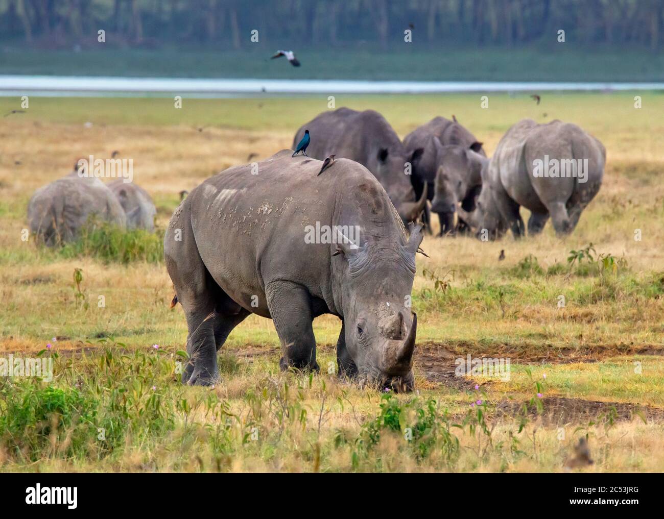 Rinoceronte bianco (Ceratotherium simum). Gruppo di rinoceronti bianchi, Parco Nazionale del Lago Nakuru, Kenya, Africa Foto Stock