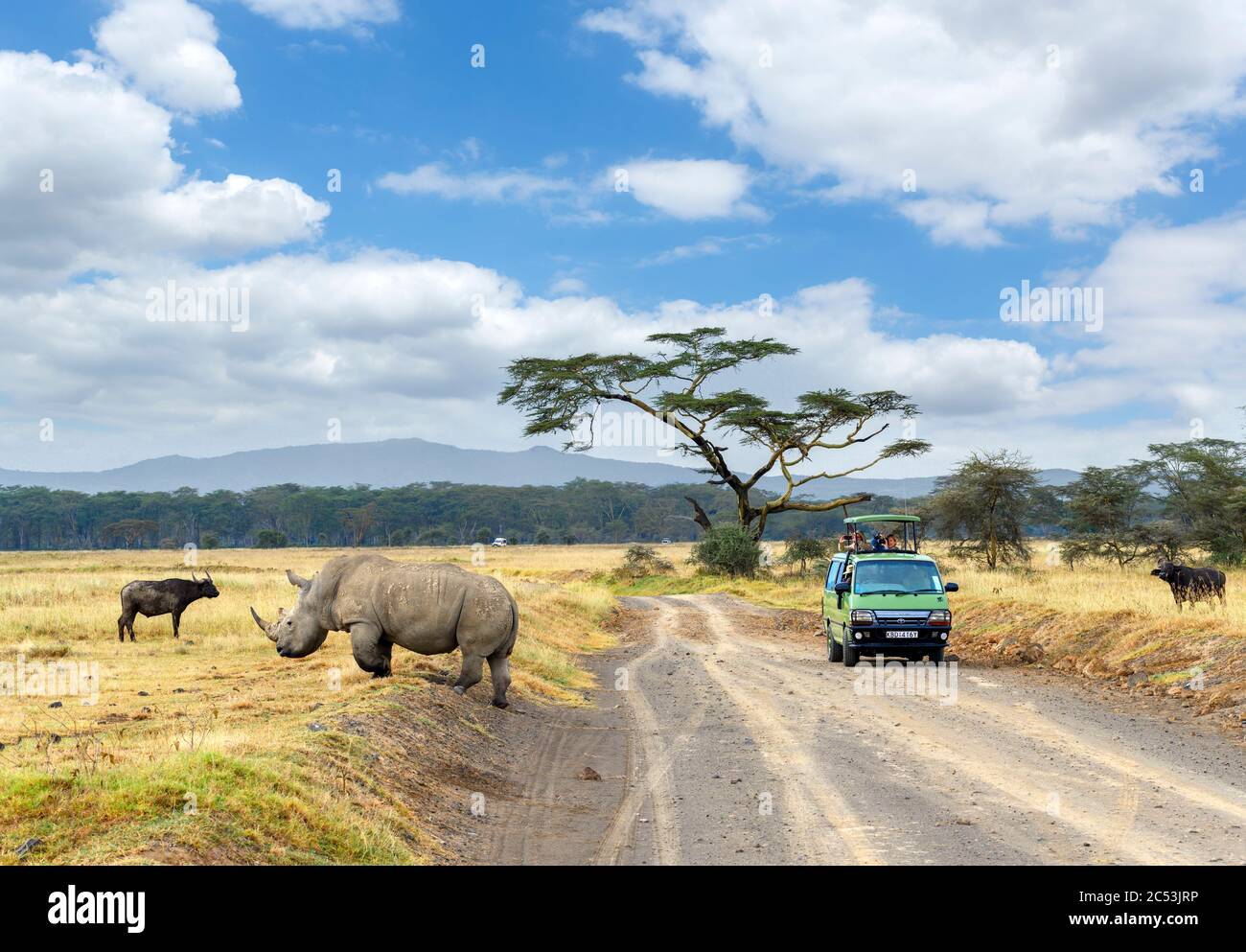 Turisti in un safari van scattare fotografie di un rinoceronte bianco (Ceratotherium simum), il Parco Nazionale del Lago Nakuru, Kenya, Africa Foto Stock