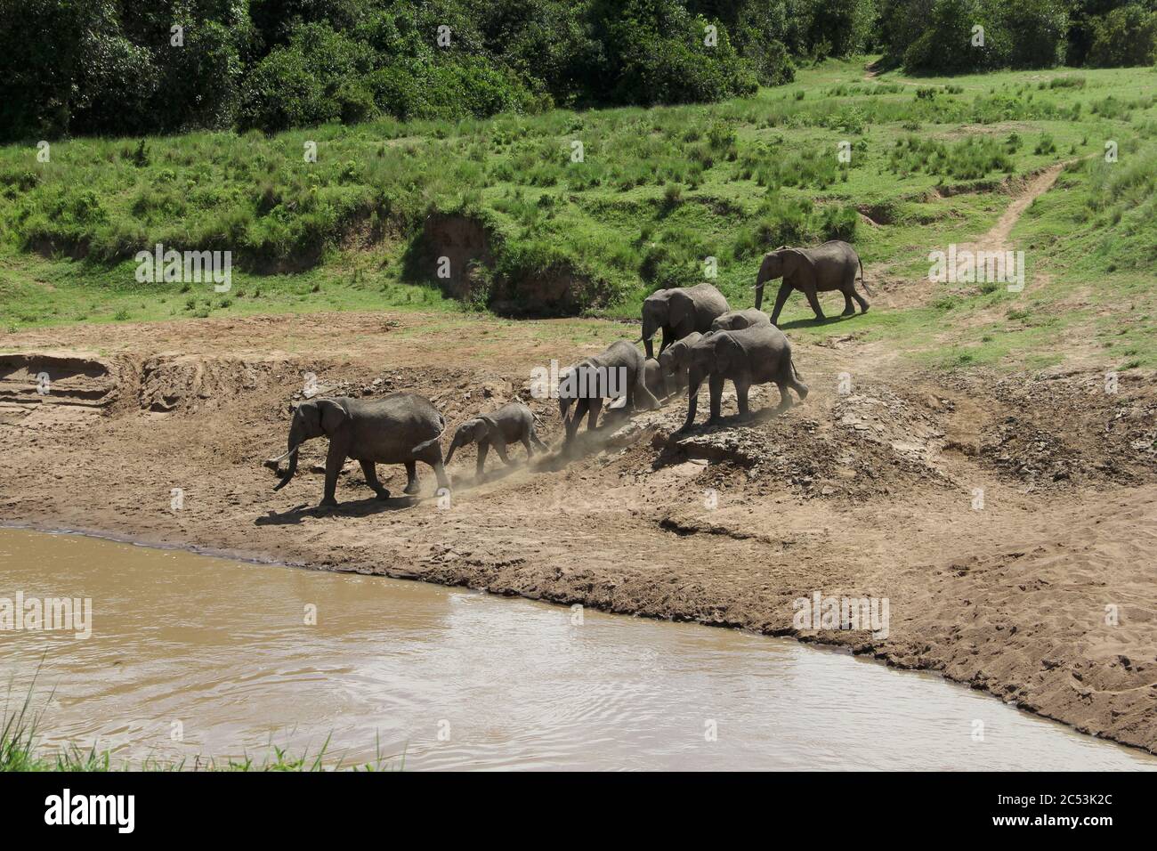 Una mandria di elefanti sulla riva opposta, polverosa del fiume Mara in un punto di attraversamento si sta muovendo verso l'acqua e vuole attraversare il fiume Foto Stock