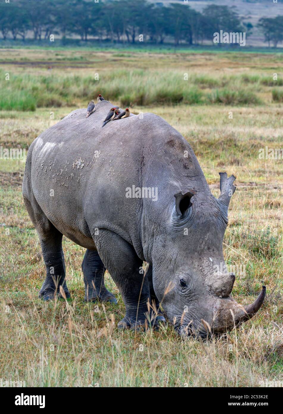 Oxpecker rosso-fatturato (Buphagus erythrorynchus) sul retro di un rinoceros bianco (Ceratotherium simum), il lago Nakuru National Park, Kenya, Africa Foto Stock