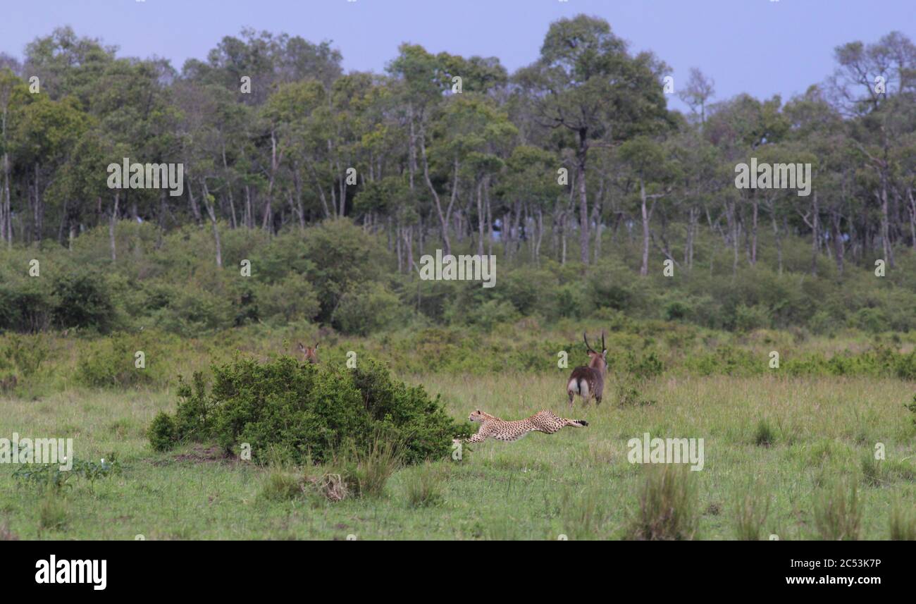 Un ghepardo ad una velocità frenetica nel lungo salto inseguire una gazzella Thomson, sullo sfondo sfocato un acquabuk, macchia e il bordo della foresta Foto Stock