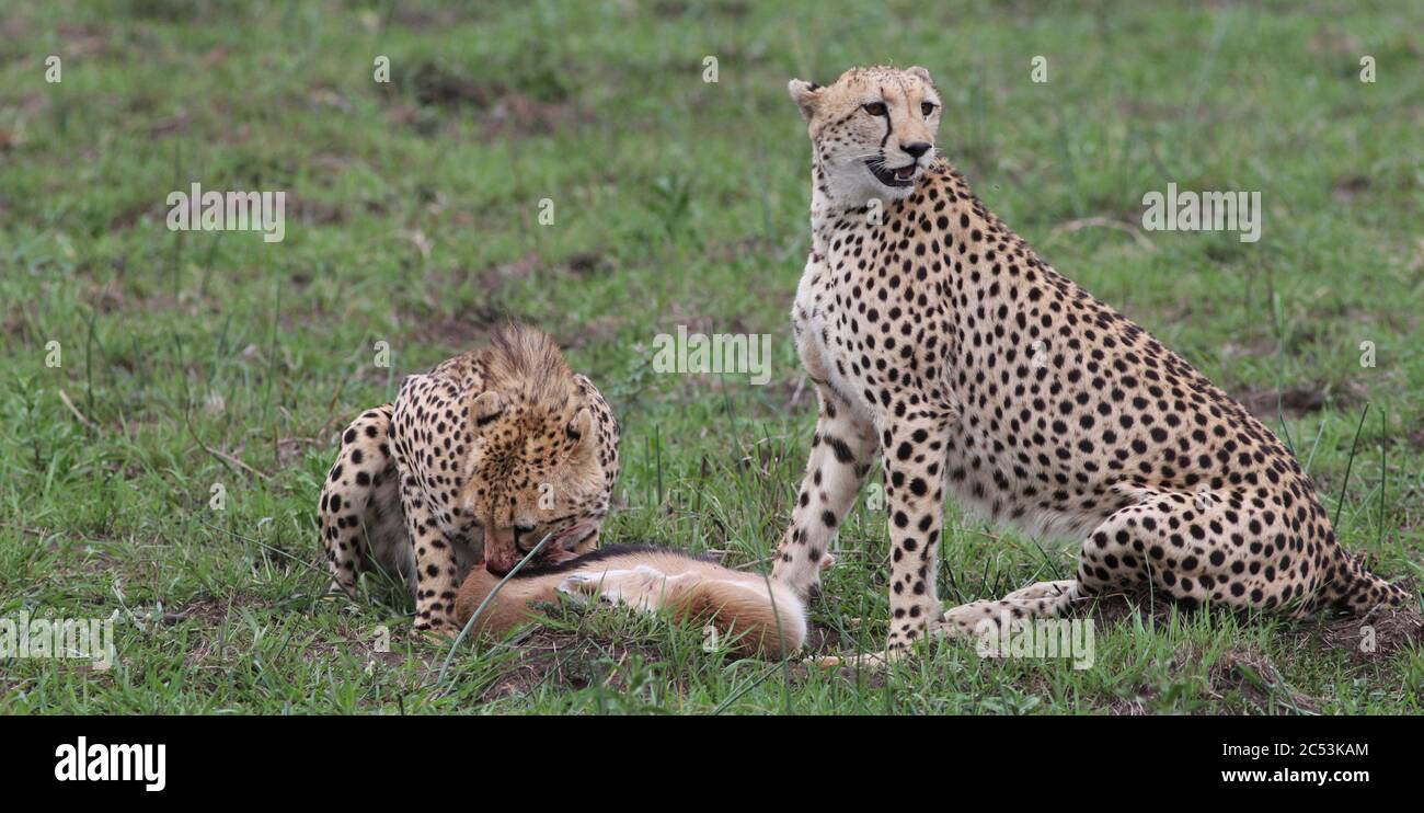 Dopo una caccia di successo, due fratelli cheetah mangiano la preda di una gazzella Thomson Foto Stock