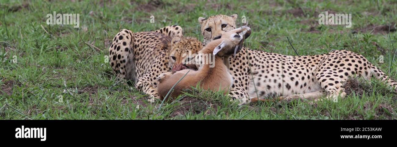 Dopo una caccia di successo, due fratelli cheetah mangiano la preda di una gazzella Thomson Foto Stock