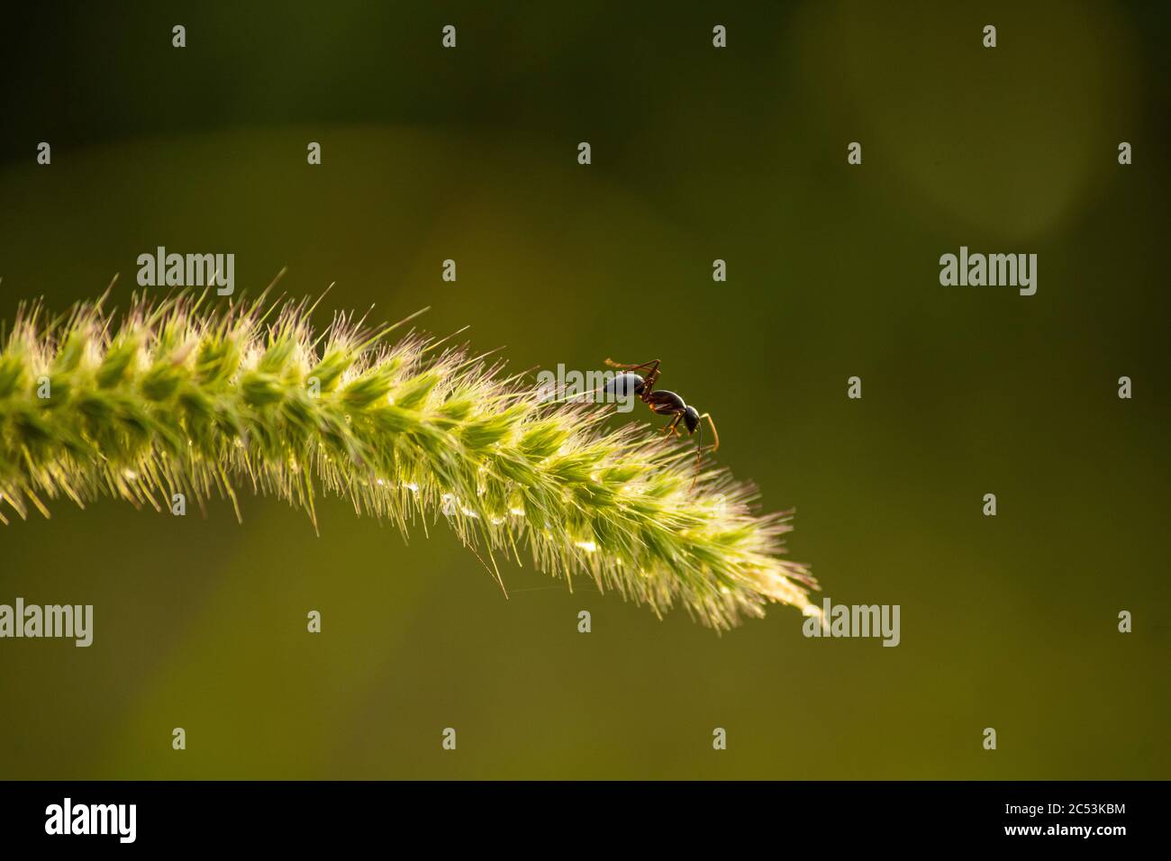 Formica su fiore di erba Foto Stock