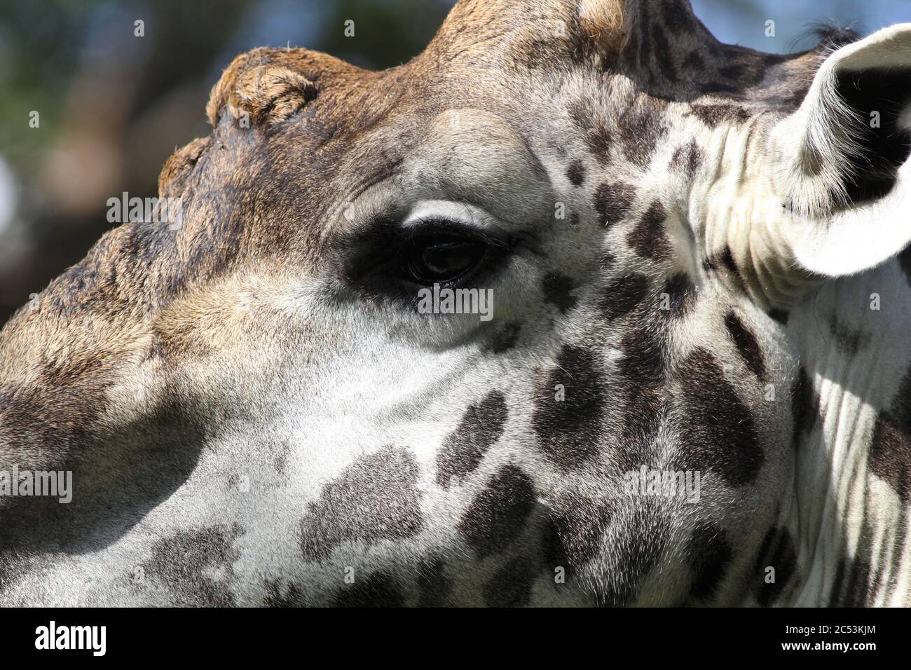 Primo piano della faccia di una giraffa Masai con un tipico motivo di cappotto Foto Stock