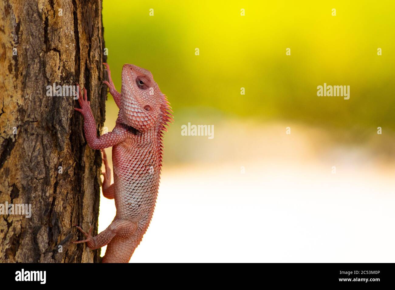 Giardino Oriantal Lizard Foto Stock