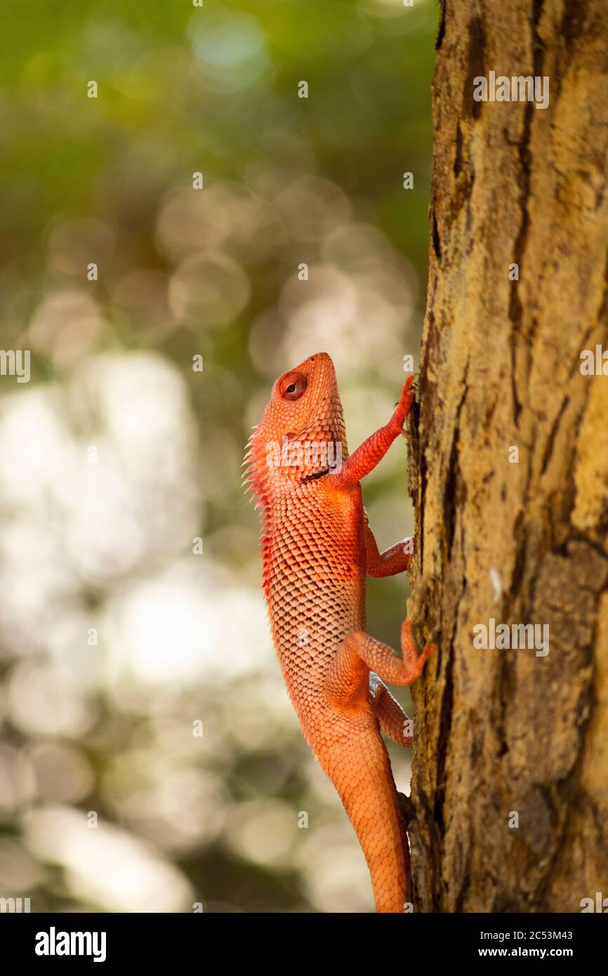 Oriental Garden lizard Foto Stock